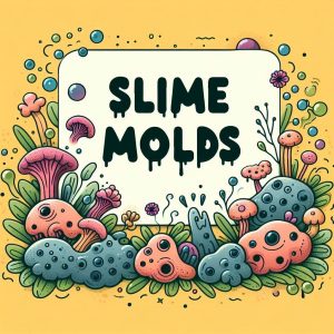 type of slime molds